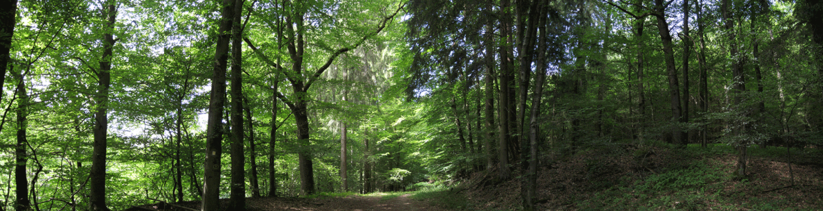 Blick auf einen Waldweg umgeben von Bäumen